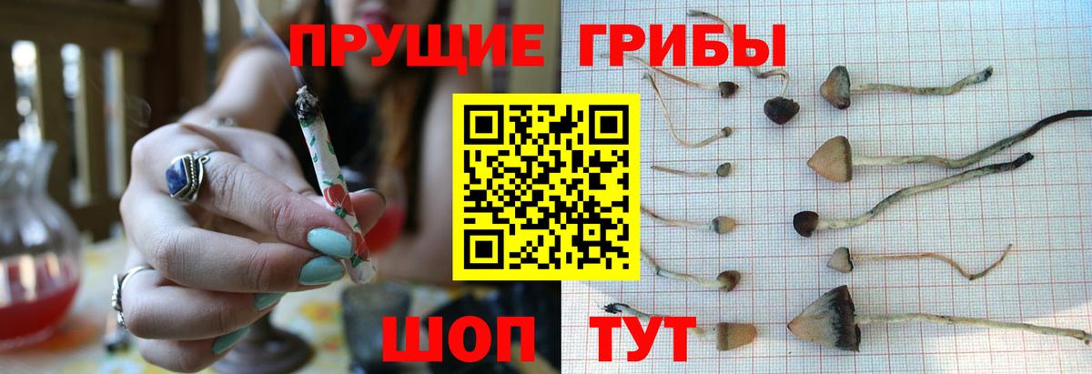 Псилоцибиновые грибы GOLDEN TEACHER  Вход с VPN  Галлюциногенные грибы прущие грибы  Кириши 